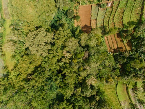 An Aerial Photography of Green Trees Near the Field