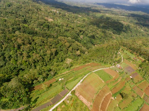 An Aerial Photography of Green Trees Near the Grass Field