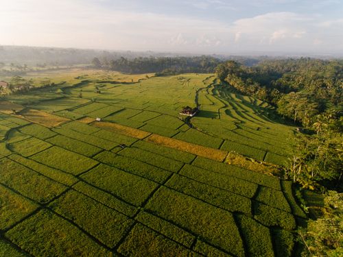 Free A stunning aerial photograph capturing expansive lush green rice fields under a bright morning sky. Stock Photo