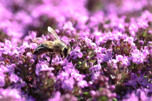 Fotos de stock gratuitas de abeja, flores, Flores moradas