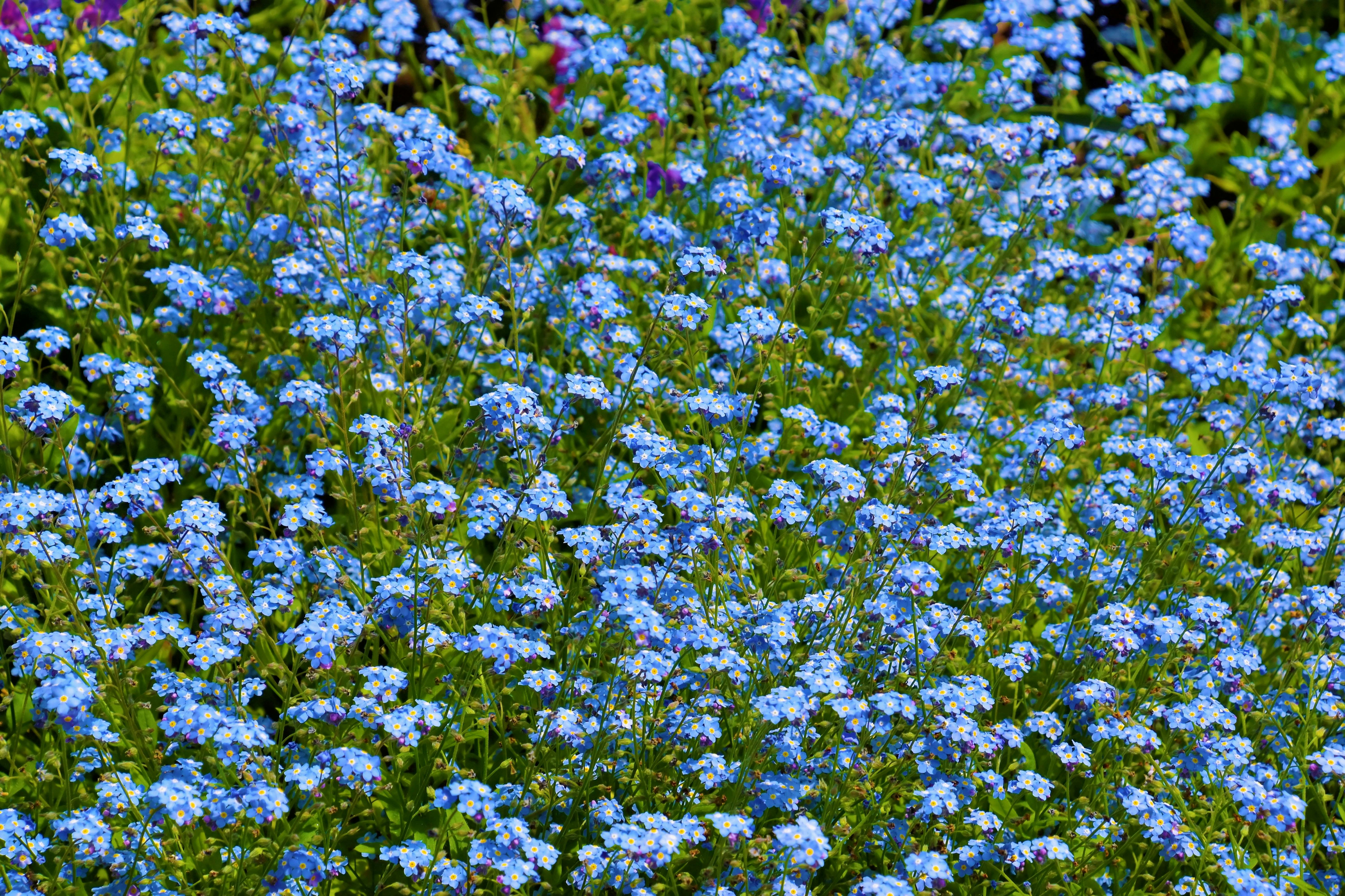 A lush field of blue forget-me-not flowers blooming vibrantly in spring.