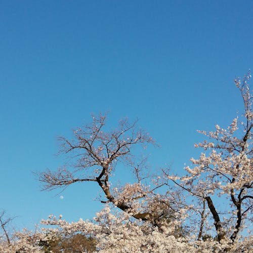 Free stock photo of sakura, tokyo