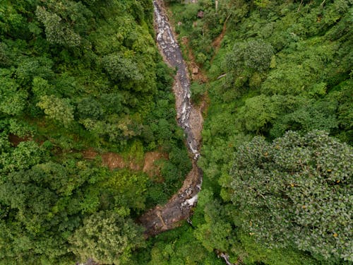 Stream in Forest in Birds Eye View