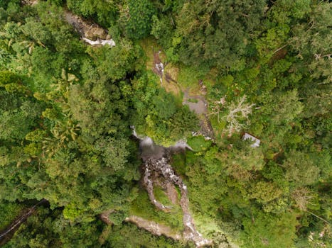 A vibrant aerial view of a dense rainforest with a flowing creek, showcasing the lush greenery and natural terrain.