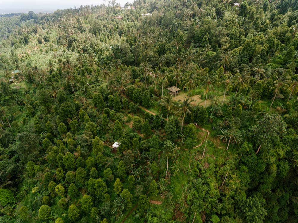 Gratis lagerfoto af droneoptagelse, grønne træer, hus