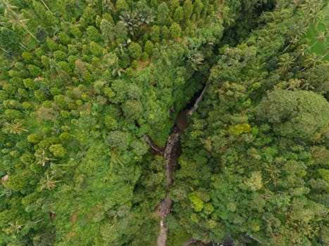 A breathtaking aerial view showcasing a lush green rainforest with a flowing creek cutting through the terrain.