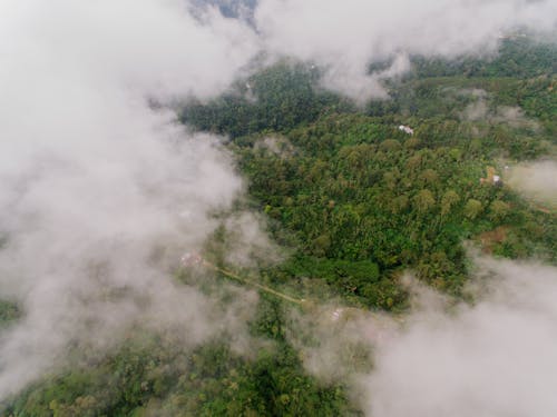Free Aerial View of Fog Over a Rainforest Stock Photo