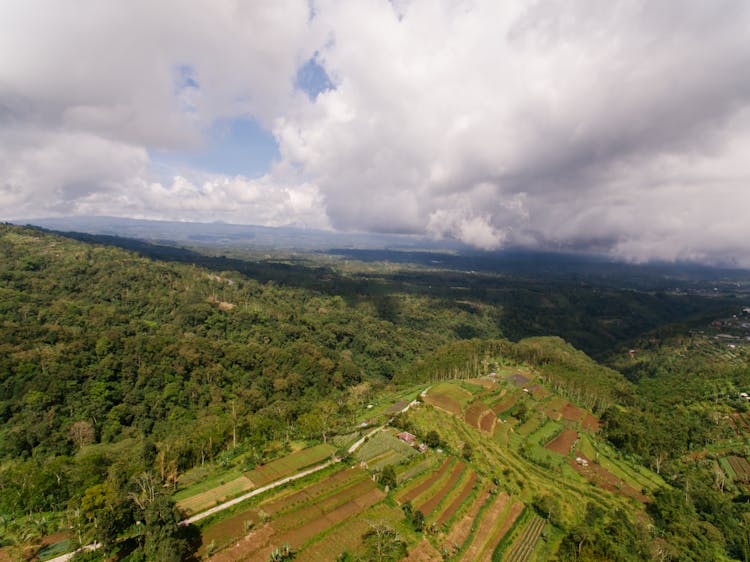 Terraces On Mountainside Of A Forest