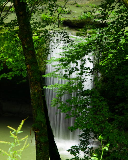 Free stock photo of beautiful background, beautiful nature, forest