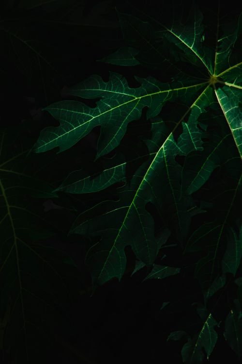 Free A dark and moody close-up of papaya leaves showcasing intricate patterns and textures. Stock Photo