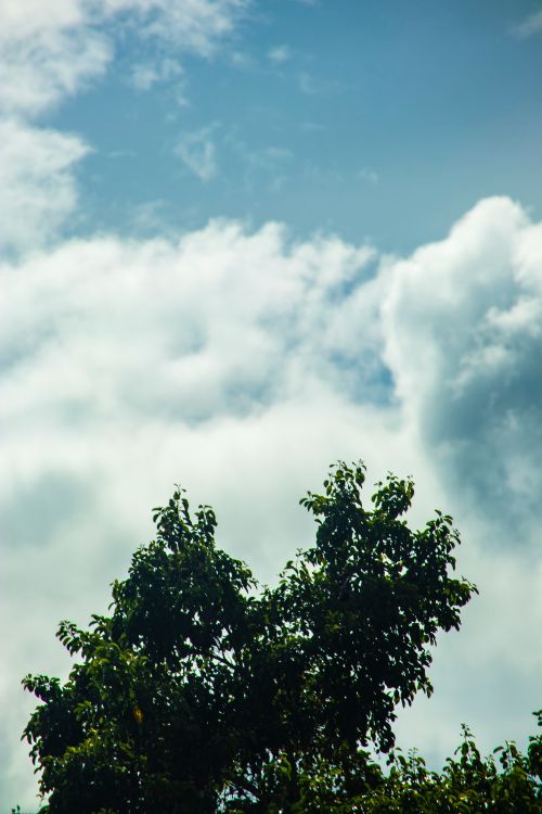 Free Tall tree crown with vibrant green leaves under a clear blue sky with cumulus clouds. Stock Photo