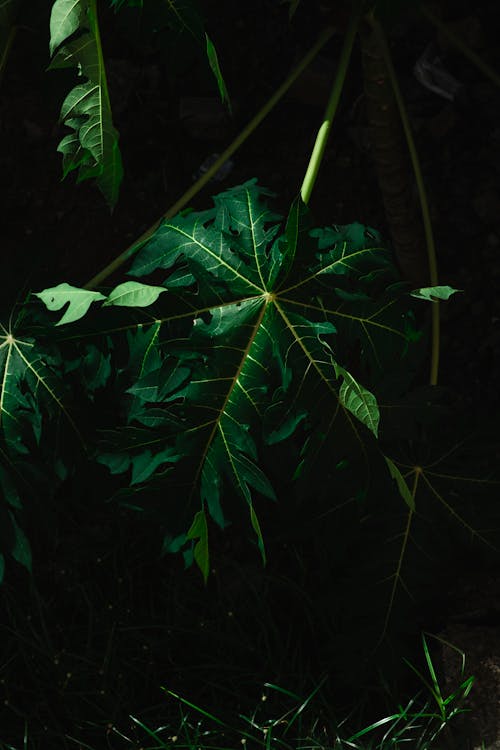 Close-up of a Tropical Leaf 