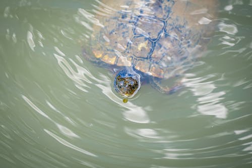 
A Turtle in the Water