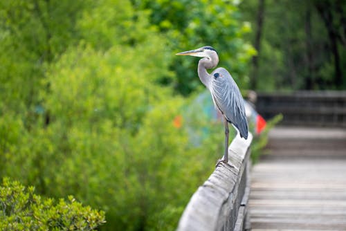 
A Great Blue Heron Perched on a Railing