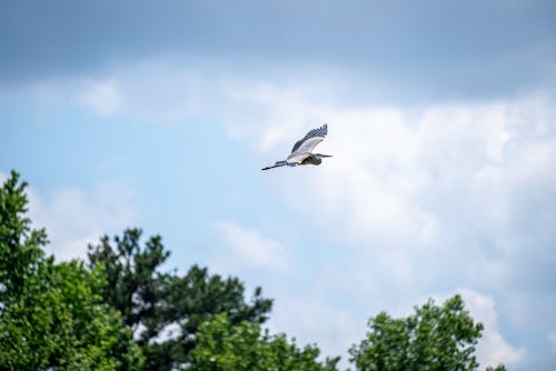 
A Great Blue Heron Flying