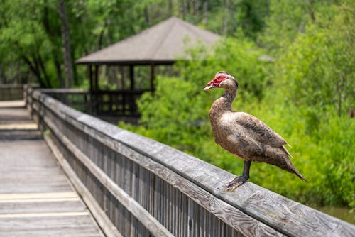 Photos gratuites de animal, balustrade, canard de muscu