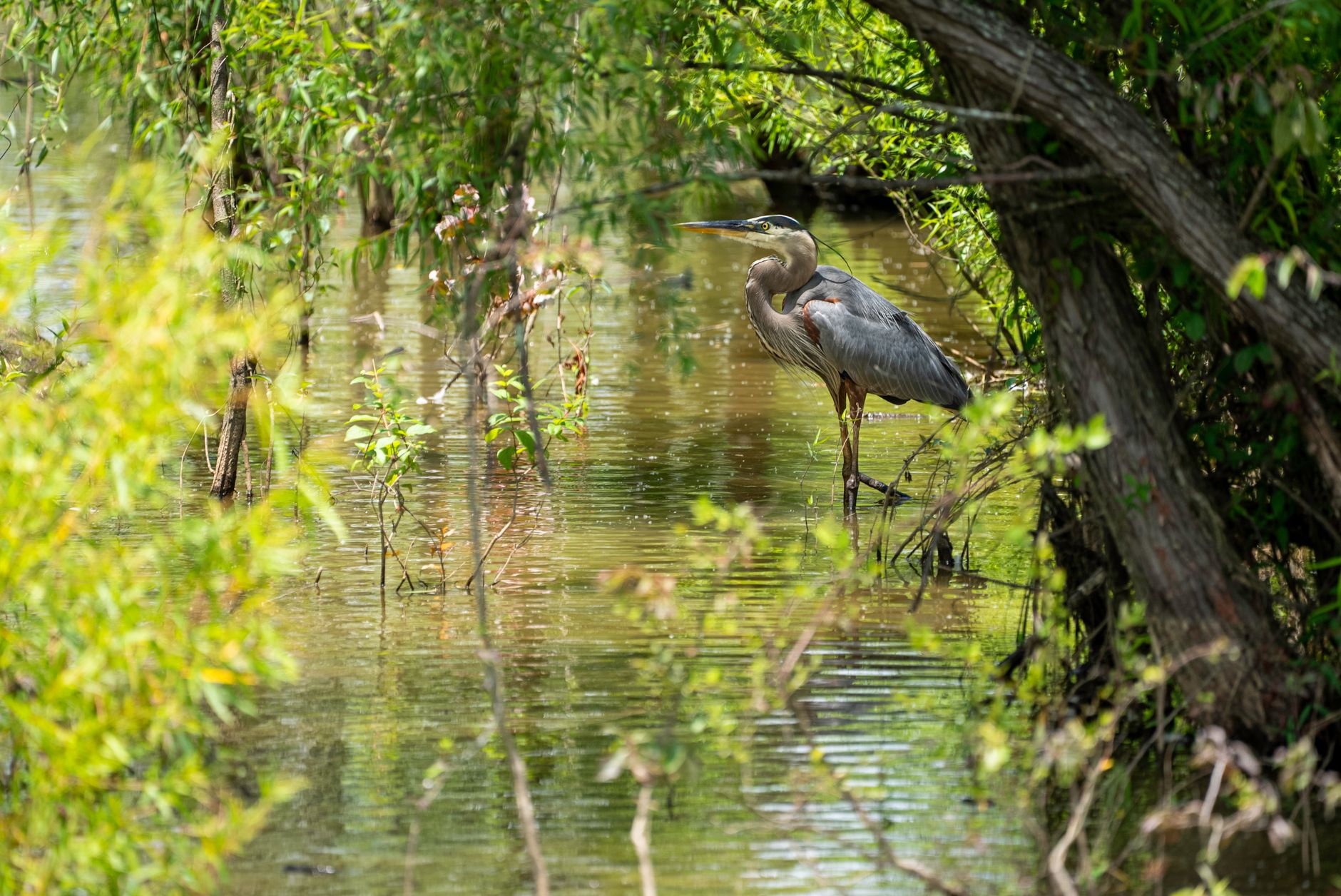 Campioana județeană din Buzău va juca baraj de promovare cu reprezentanta județului Tulcea