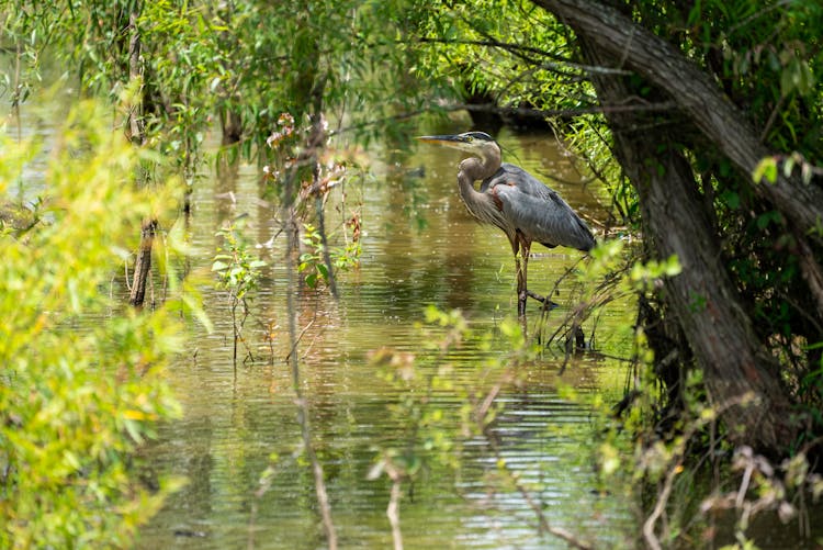 
A Great Blue Heron In A Swamp