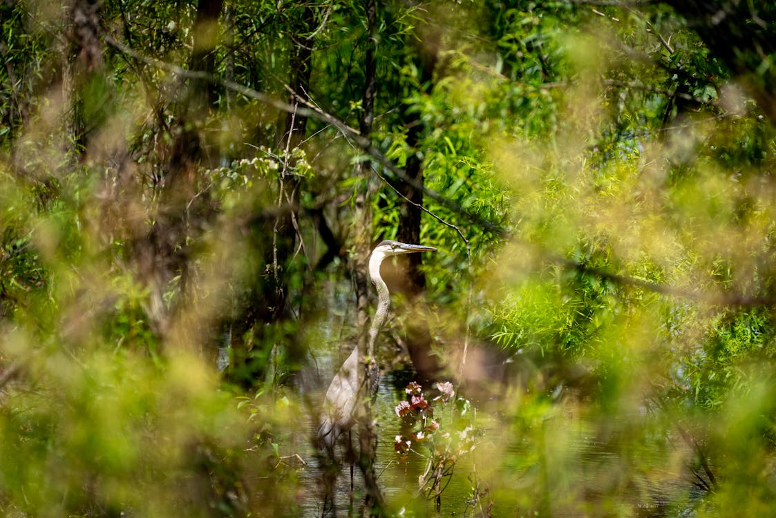 
A Great Blue Heron in a Swamp