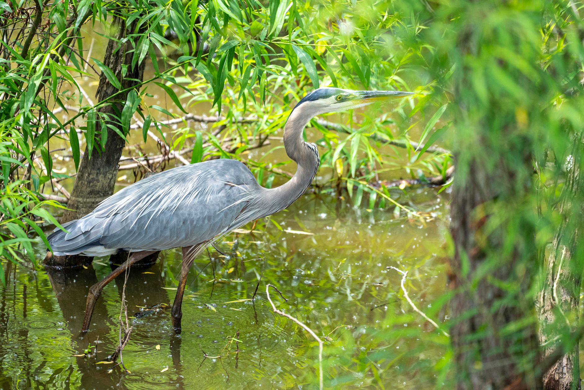A great blue heron wades through a vibrant wetland, surrounded by green foliage.
