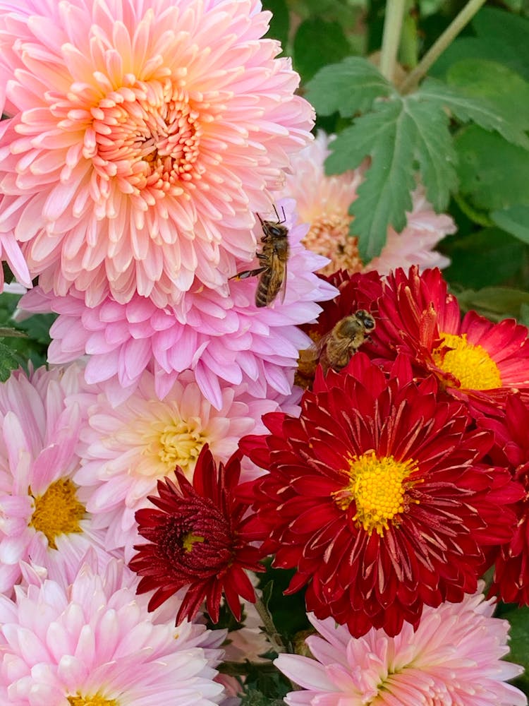 
Bees On Colorful Aster Flowers