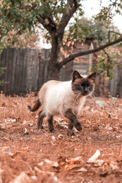 シャム猫, ペット, 動物の無料の写真素材