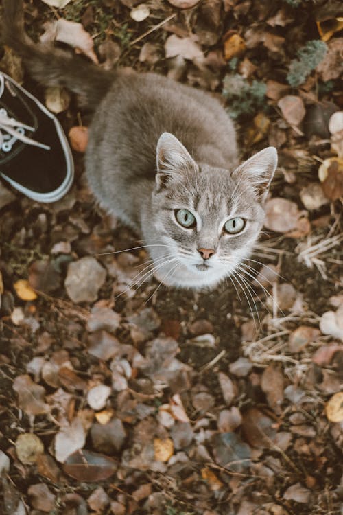 Fotobanka s bezplatnými fotkami na tému domáce zviera, mačací, mačka