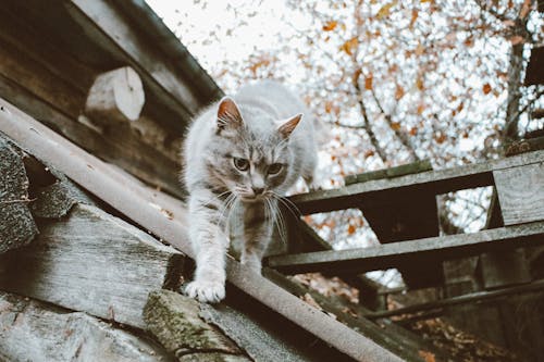 Fotobanka s bezplatnými fotkami na tému domáce zviera, mačací, mačka