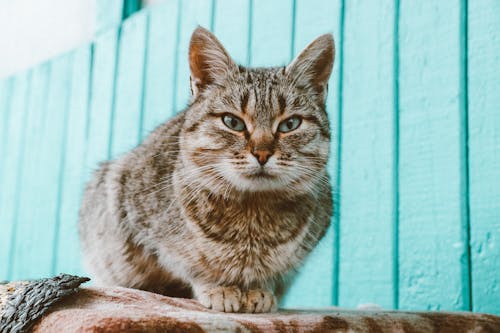 Imagine de stoc gratuită din animal, animal de casă, felină