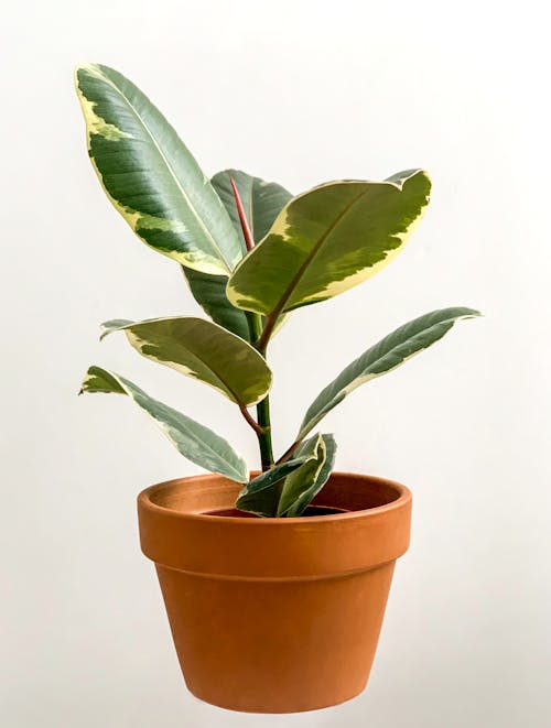Free A Rubber Fig in a Pot  Stock Photo