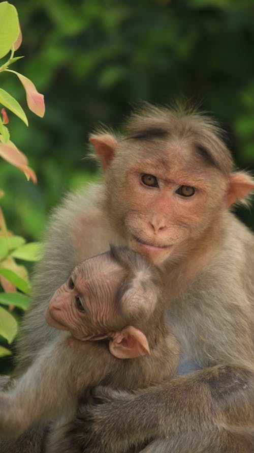 Gratis stockfoto met bokeh, familie, jungle