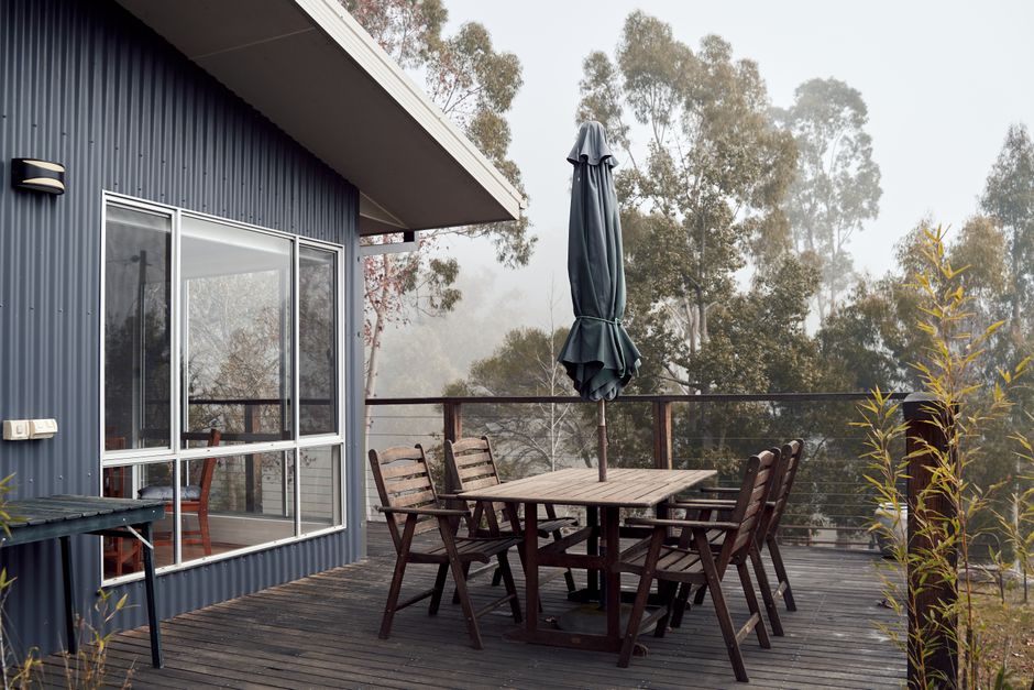 eucalyptus garden landscape mature tree privacy screen