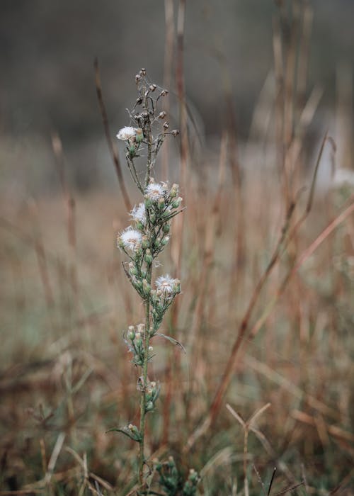 Foto profissional grátis de erva, erva seca, flor