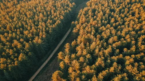 Free Aerial View of a Road Between Yellow Trees  Stock Photo