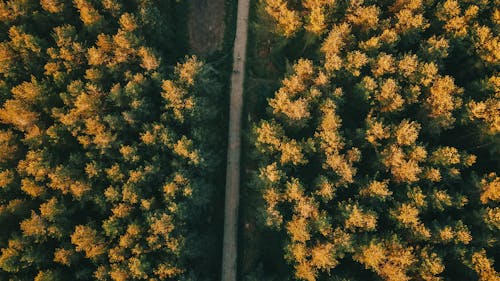 Free Road Between Trees in Aerial Photography Stock Photo