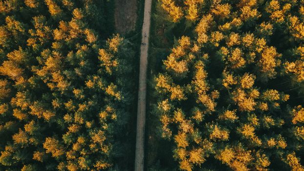 Drone shot of a scenic forest with an autumnal pathway flanked by conifers.