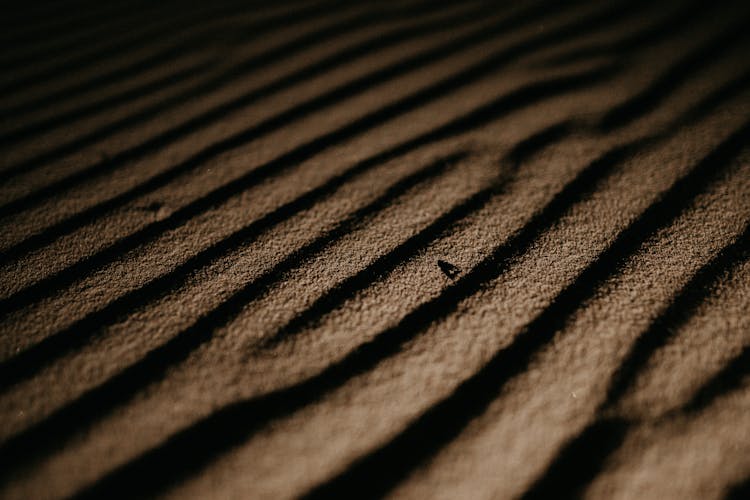 Fly On Sand