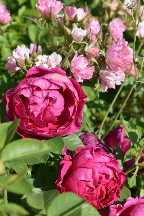 Ücretsiz bahçe gülleri, bitki örtüsü, Çiçek açmak içeren Ücretsiz stok fotoğraf Stok Fotoğraflar