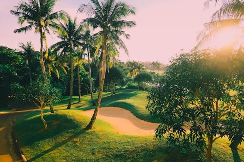 Free A Golf Course With Palm Trees  Stock Photo