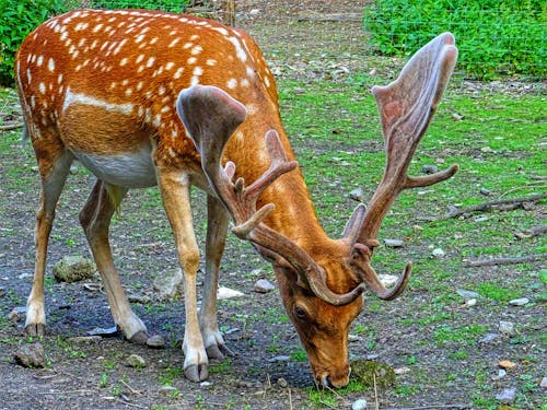 Kostnadsfri bild av anläggning, bete, bock