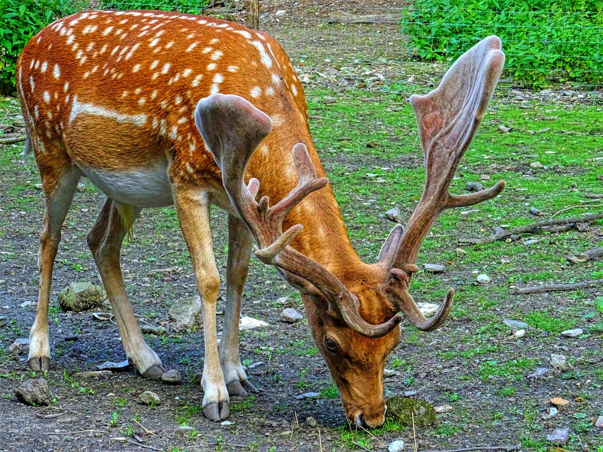 Brown and White Reindeer