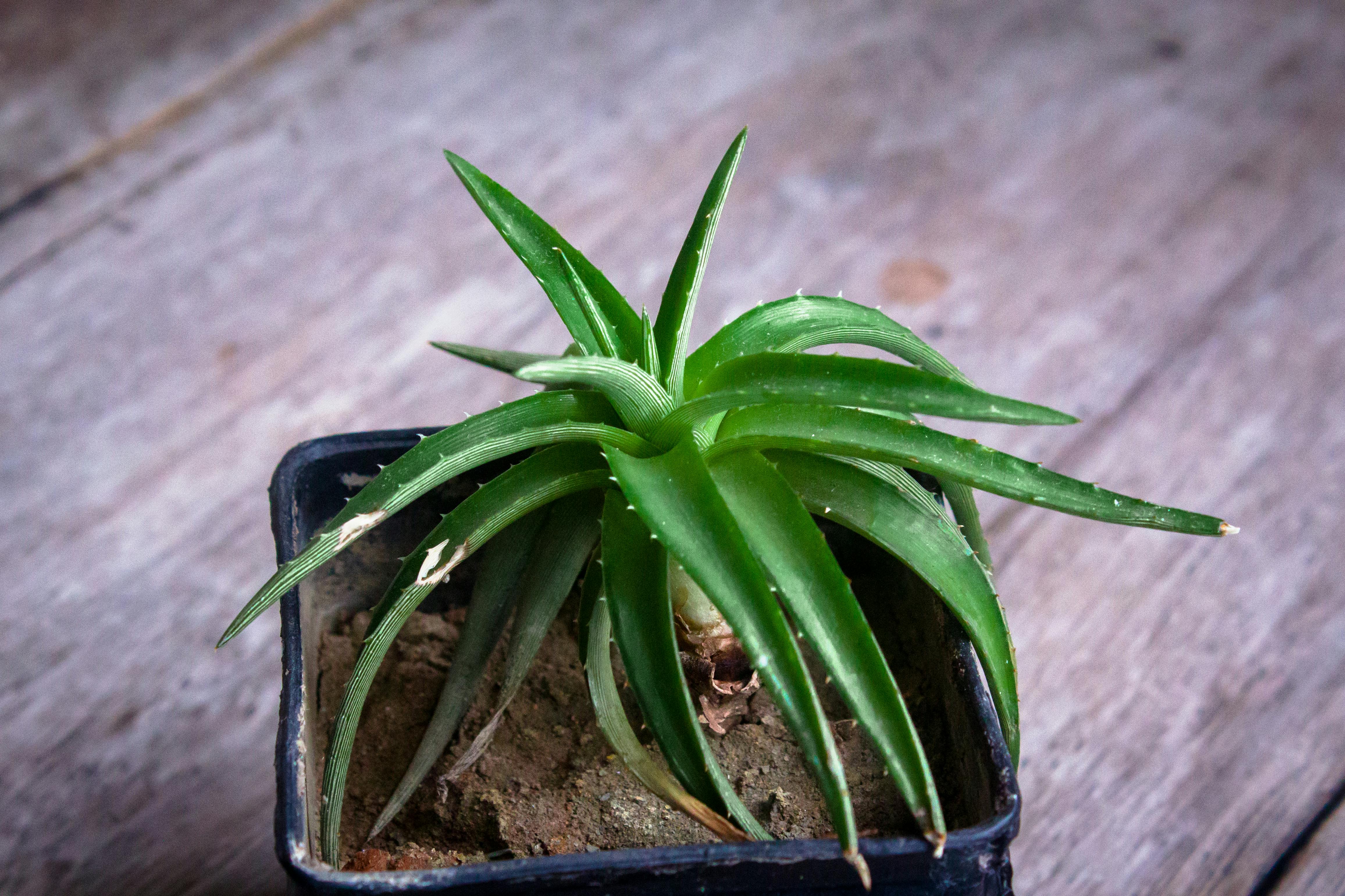 A Close-Up Shot of an Aloe Vera Plant