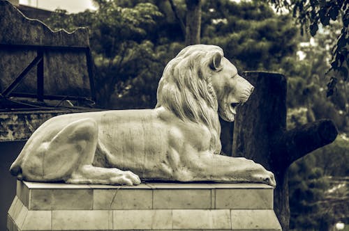 Foto d'estoc gratuïta de estàtua, estàtua de lleó, lleó