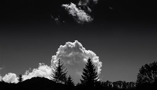 Imagine de stoc gratuită din alb-negru, arbori, backlit