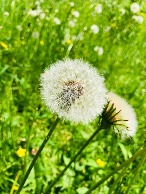 Free stock photo of dandelion