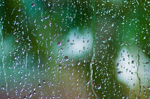 Free stock photo of after rain, dewdrop, wet
