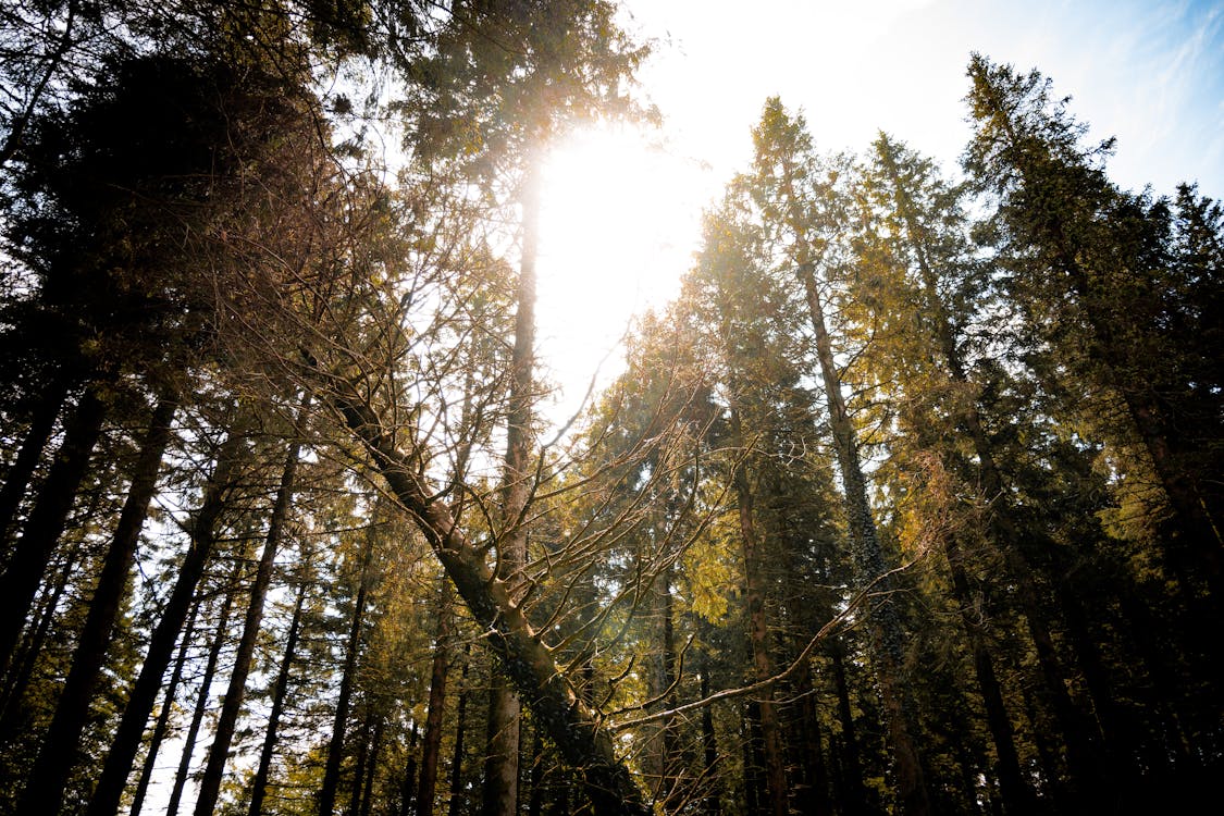 A Slanted Tree on a Forest · Free Stock Photo