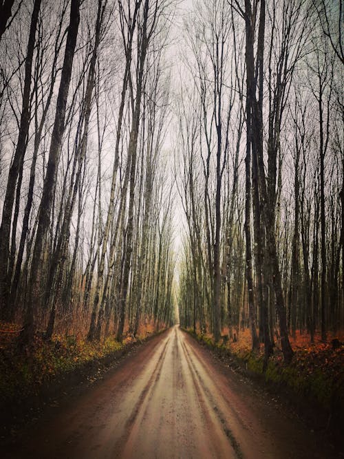 Foto d'estoc gratuïta de arbres, baguls, bosc