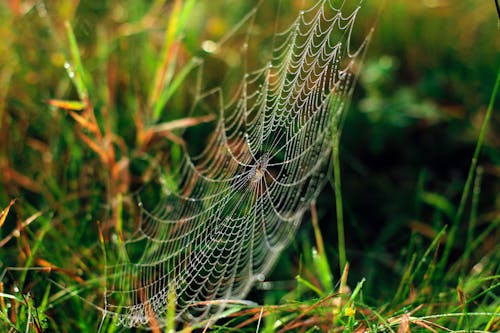 Free Close-up Photo of Spider Web on Grass Stock Photo