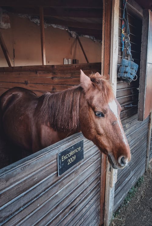 Brown Horse sticking his Head on Wooden Fence